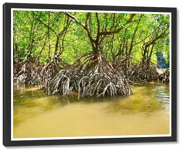 Thailand - Krabi province, mangrove forest, coastline Phang Nga Bay