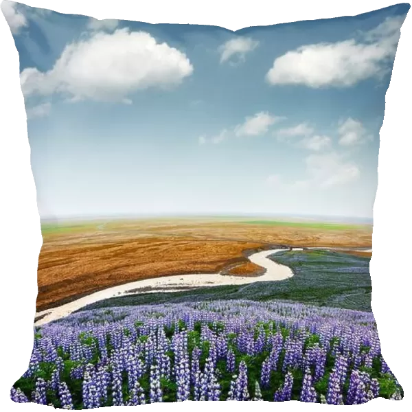 Picturesque landscape with river and lupine flowers field. Iceland, Europe
