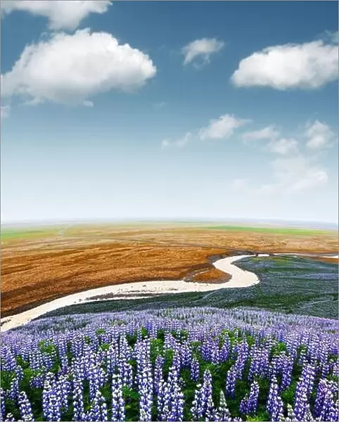Picturesque landscape with river and lupine flowers field. Iceland, Europe