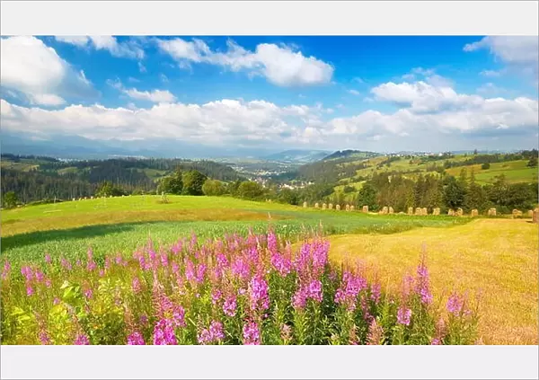 Spring countryside landscape with flowers, Poland