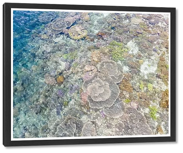 An aerial view of healthy corals being exposed at low tide in Indonesia. This tropical region is known to harbor extraordinary marine biodiversity