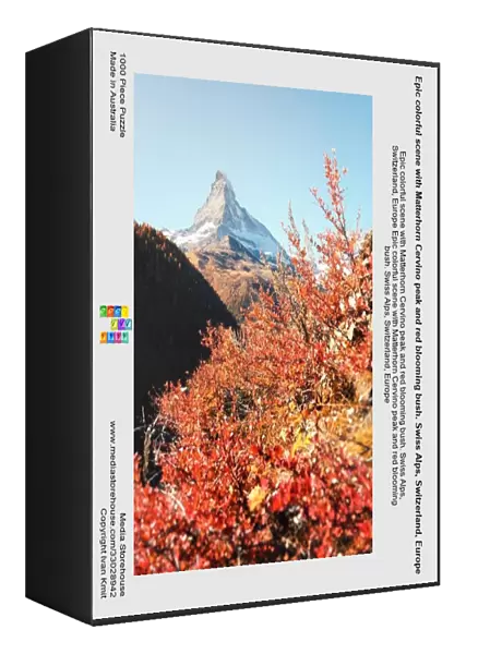 Epic colorful scene with Matterhorn Cervino peak and red blooming bush. Swiss Alps, Switzerland, Europe