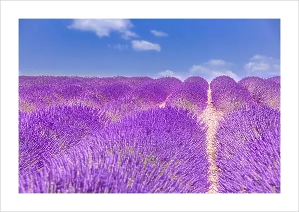 Beautiful tree in lavender field, Provence, France. Lonely tree in lavender field, Provence, France. Lavender flowers blooming field and a lonely tree