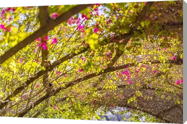 Abstract closeup of blooming bougainvillea flowers, green leaves and warm sunlight. Floral arch in the garden, idyllic artistic view, landscape format