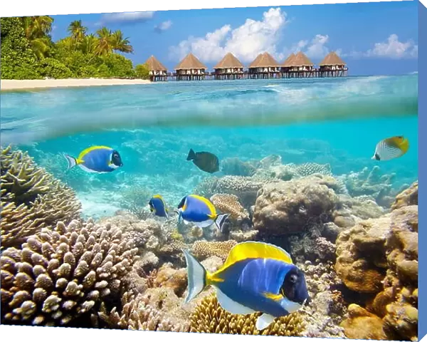 Maldives Islands, underwater view at tropical fishes and reef
