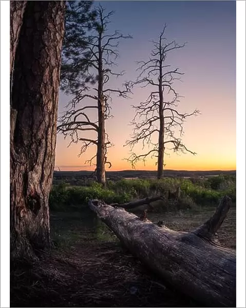 Scenic landscape with fallen tree trunk at peaceful evening