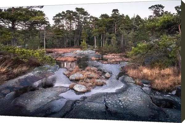 Landscape with pine forest and stones at evening in coastline, Finland