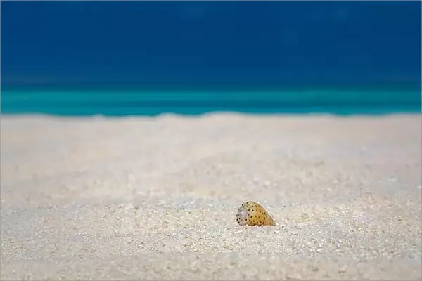 Shell on the beach. Sea shell on beach over seascape background