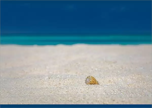 Shell on the beach. Sea shell on beach over seascape background