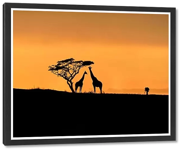 Tree, giraffes and male photographer silhouette on a hill at sunrise