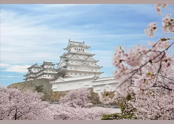 Cherry blossom flowers and Himeji castle in Himeji, Hyogo, Japan