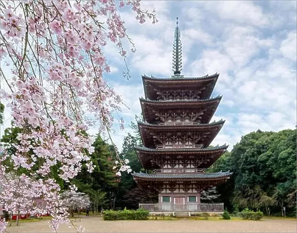 Five Storied Pagoda with Japan cherry blossom in Daigoji Temple in Fushimi Ward, Kyoto City, Japan. Cherry blossom season in Kyoto, Japan