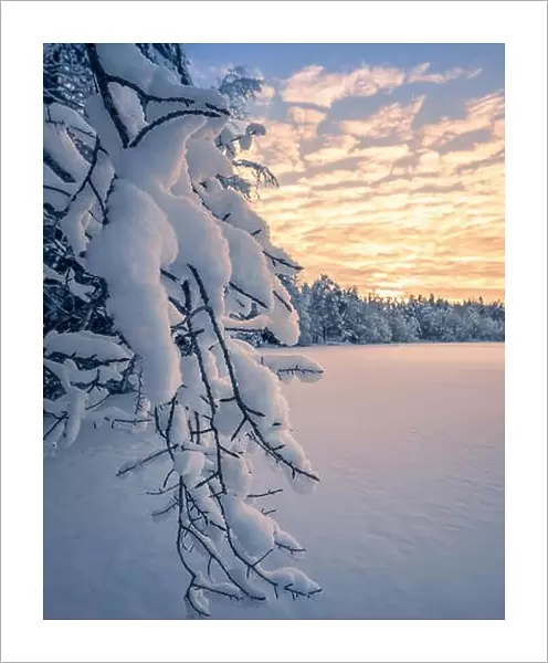 Close up from snow covered branches with sunrise and morning light at winter in Finland