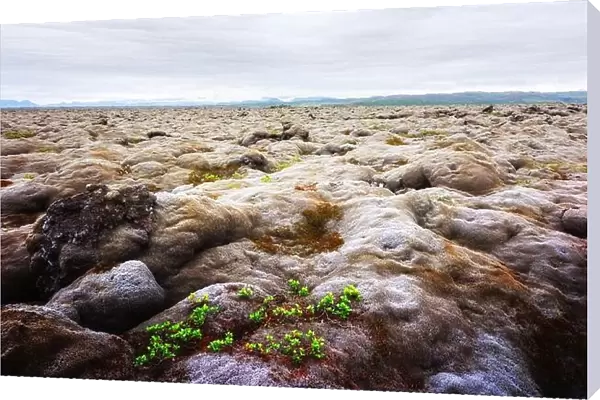 Extraordinary Iceland landscape with lava field covered with brown moss Eldhraun from volcano eruption and cloudy sky