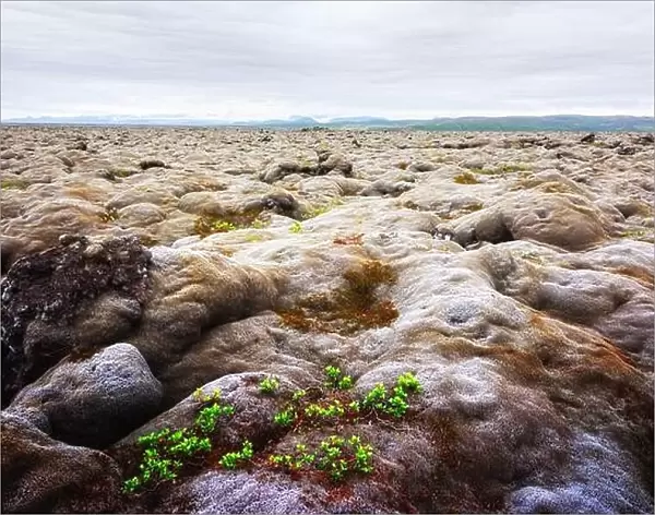 Extraordinary Iceland landscape with lava field covered with brown moss Eldhraun from volcano eruption and cloudy sky