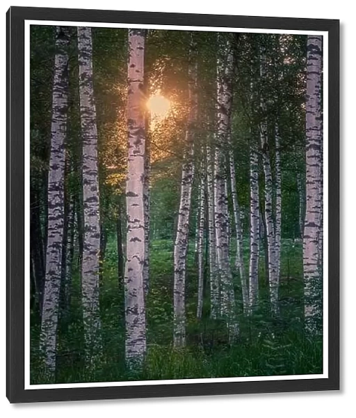 Scenic forest landscape with beautiful sunlight through to forest at summer evening in Finland
