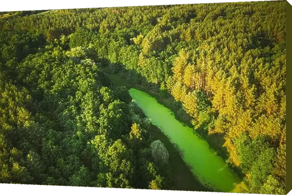 Belarus. Elevated View Of Green Small Bog Marsh Swamp Wetland And Green Forest Landscape In Sunny Summer Day. Attitude View. Forest In Bird's Eye View