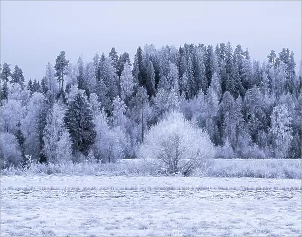 Winter landscape with frosty trees and snow at day time in Finland