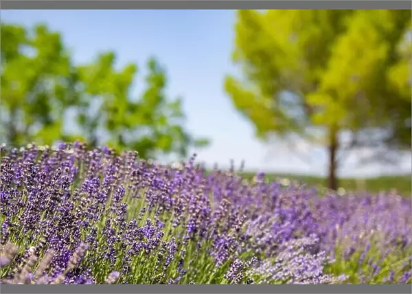Beautiful garden with lavender flowers. Summer blooming floral nature, blurred trees and field landscape