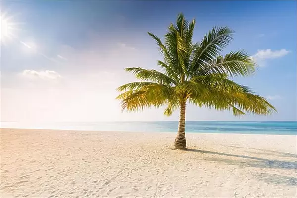 Palm on the beach, sunny day at the beach, calm landscape of seashore, tranquil tropical nature