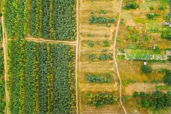 Aerial View Green Forest Deforestation Area Landscape. Top View Of New Young Growing Forest. European Nature From High Attitude In Summer Season
