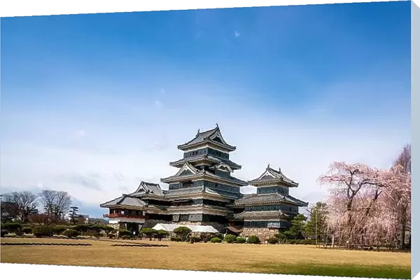 Matsumoto Castle during cherry blossom (Sakura) is one of the most famous sights in Matsumoto, Nagano, Japan. Japan tourism, history building, or trad