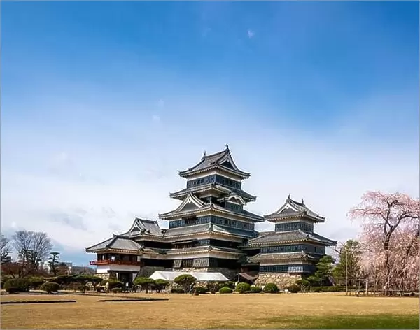 Matsumoto Castle during cherry blossom (Sakura) is one of the most famous sights in Matsumoto, Nagano, Japan. Japan tourism, history building, or trad