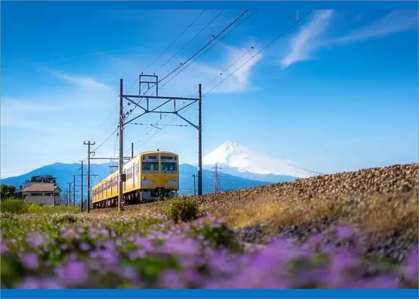 A local train of JR Izuhakone Tetsudo-Sunzu Line traveling through the countryside on a sunny spring day and Mt. Fuji in Mishima, Shizuoka, Japan