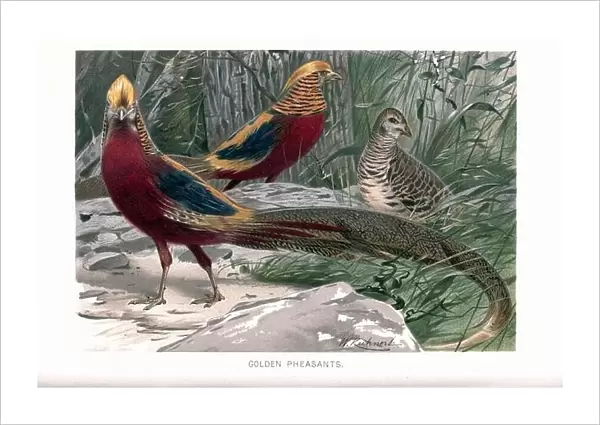 The golden pheasant (Chrysolophus pictus), also known as the Chinese pheasant, and rainbow pheasant