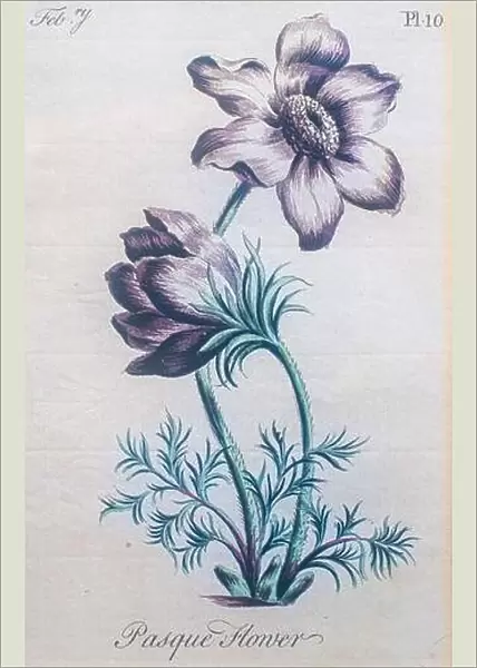 Hand colored botanical engraving Pulsatilla vulgaris (pasque flower, pasqueflower)