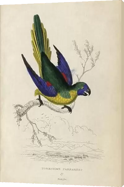 Turquoise parrot, Neophema pulchella. Turkosine parrakeet, Psittacus pulchellus. Hand-coloured steel engraving by Joseph Kidd (after John Audubon)
