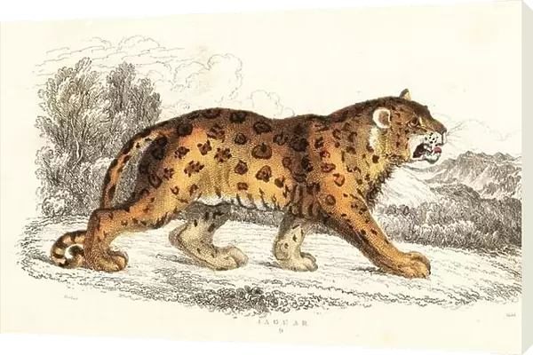 Jaguar, Panthera onca (Felis onca). Handcoloured steel engraving by Joseph Kidd after an illustration by Alexander Forbes from William Rhind's The