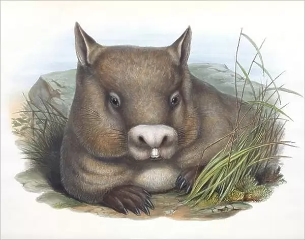 Hairy-nosed Wombat