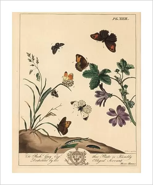 Meadow brown butterfly, Maniola jurtina, wood lady or orange tip, Anthocharis cardamines, and grizzled skipper, Pyrgus alveolus