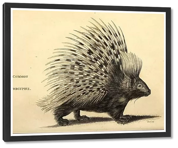 Common Porcupine from General zoology, or, Systematic natural history Vol 2 Mammalia, by Shaw, George, 1751-1813; Stephens, James Francis