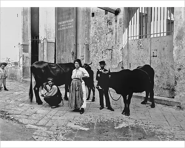 Itinerant milkman in Naples