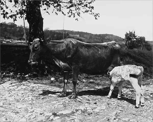 A cow suckling her calf in the countryside surrounding Villa La Fonte