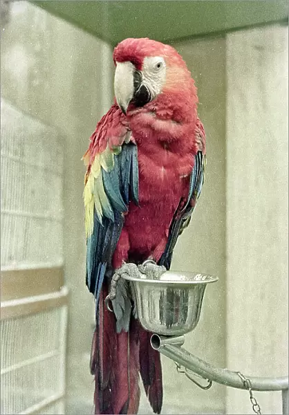 Parrot Florence. Date of Photograph:04 / 1962