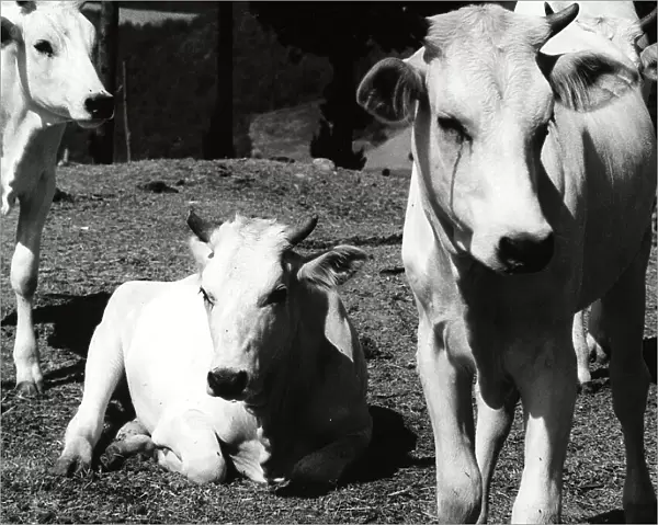 Calves Italy. Date of Photograph:1950 ca