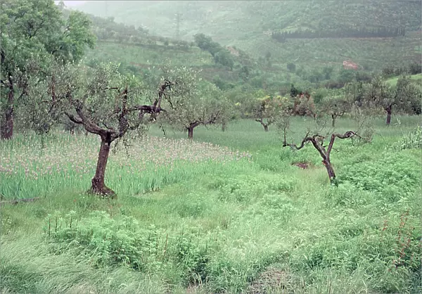 Landscape of San Polo in Chianti