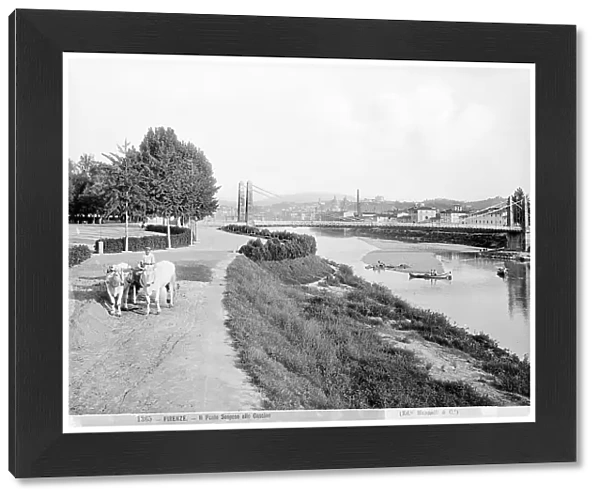 Arno riverside of the Cascine with oxen and bridge
