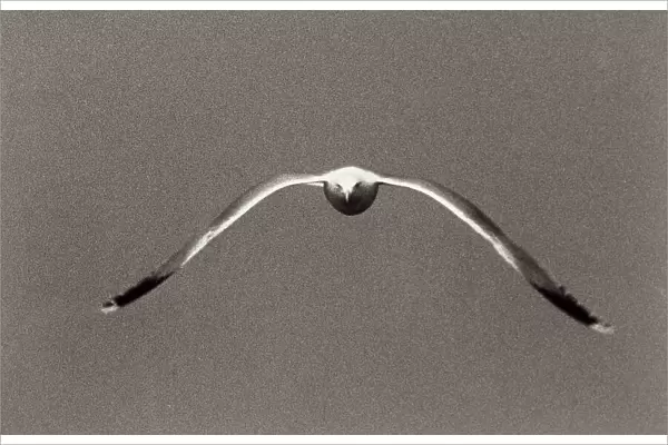 The flight of a seagull photographed in Dalmatia