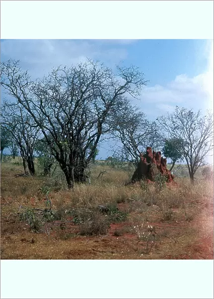 Termite colony in the savannah