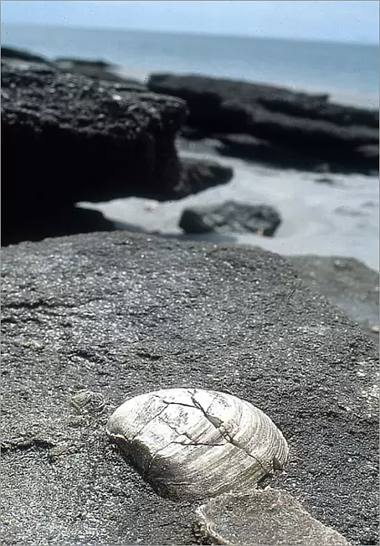 Baja California: a beach with seashells