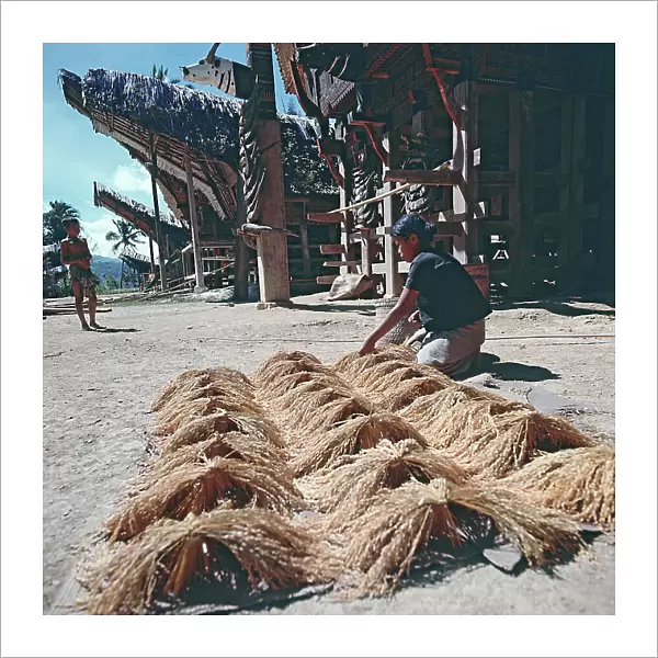 Island of Sulawesi (Celebes), Ethnic group toraja, rice harvest