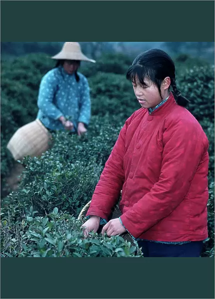 Huang-Tcheu. Women at work in a tea plantation in the People's commune