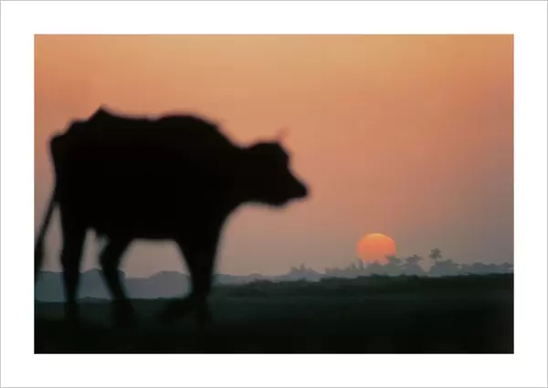 Upper Egypt, Dandara, at sunset on their donkeys laden peasants returning from work in the fields