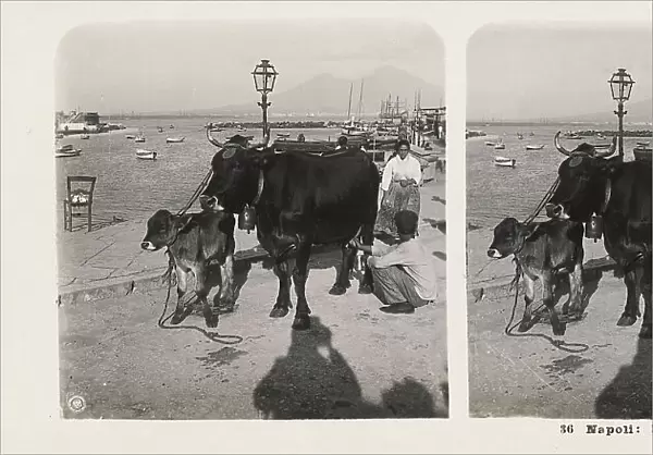 The Port of Naples. In the foreground a milkman milking a cow, with a calf next to him. In the lower part of the picture the shadow of the photographer can be seen