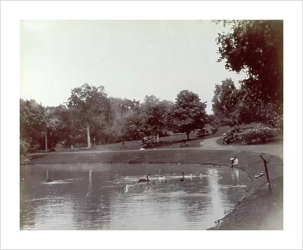 Partial view of a park in Singapore. In the foreground a pond with swans and a man seated on the shore. In the background tree-shaded fields
