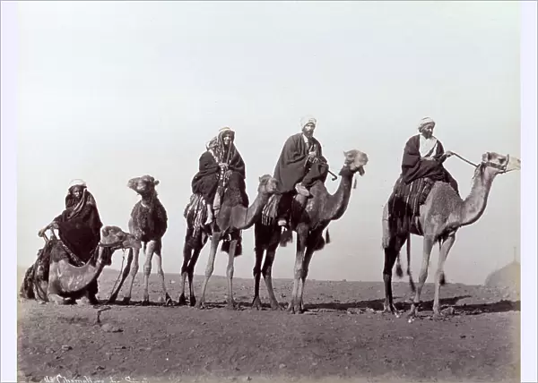 Portrait of four cameleers from the Sinai desert (Egypt) in traditional dress. Three of them are on camels while the fourth is shown climbing on the animal's back